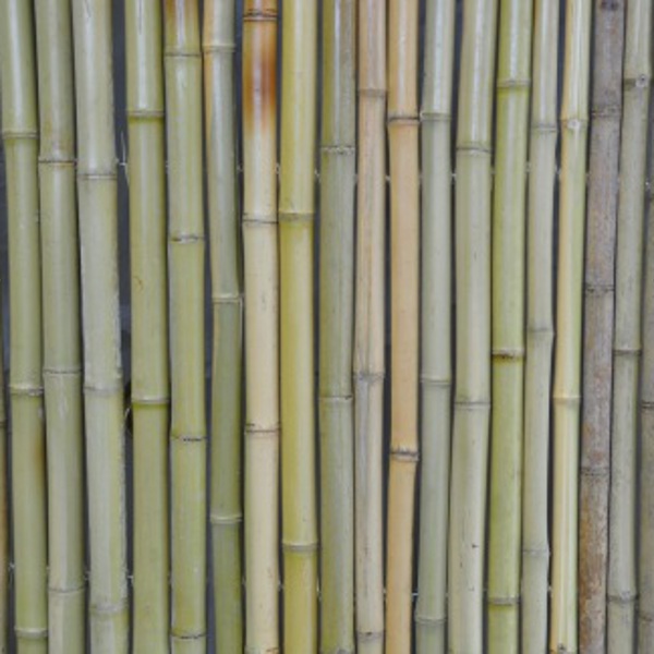Bamboo