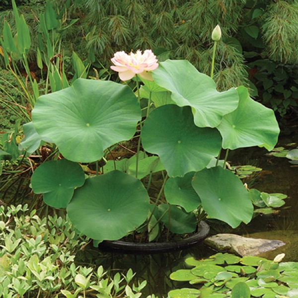 Tropical Lotus
