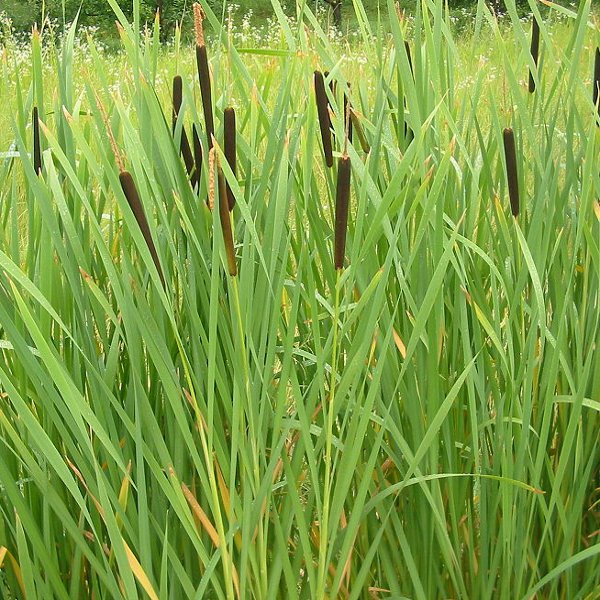 Hardy Cattail