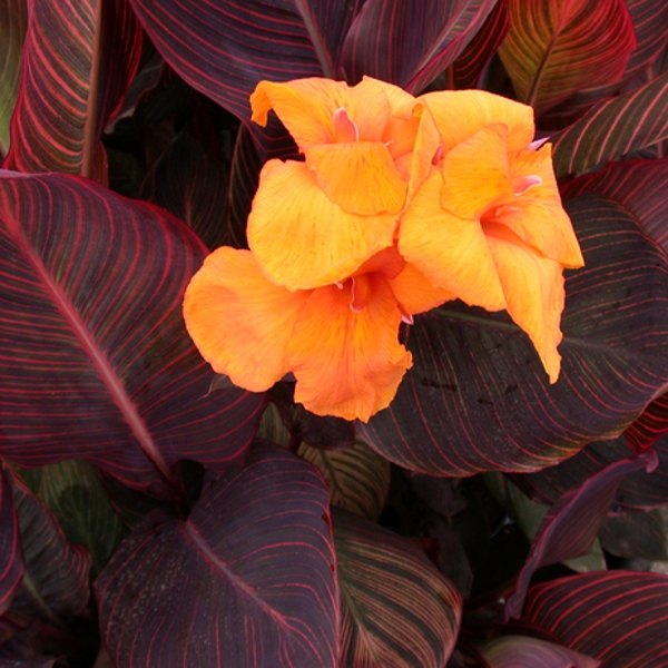 Tropical African Sunset Canna