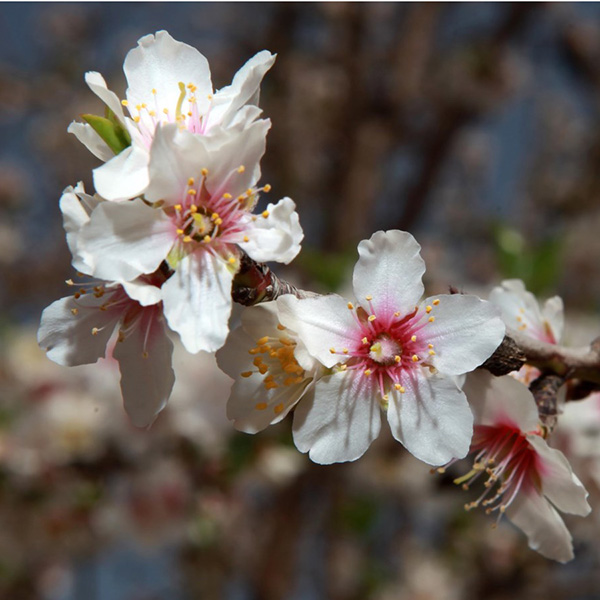 Almond Flower Essence