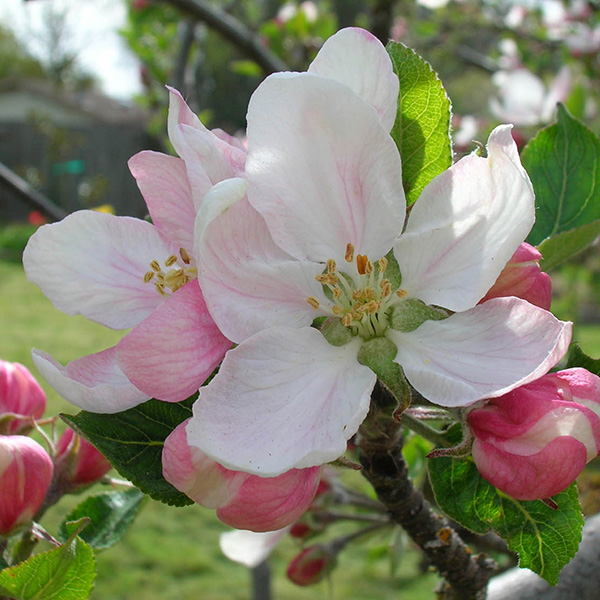 Apple Flower Essence