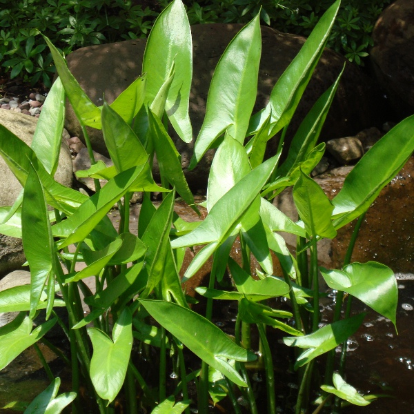 Hardy Arrowhead