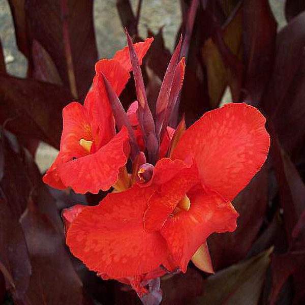 Tropical Australia Canna