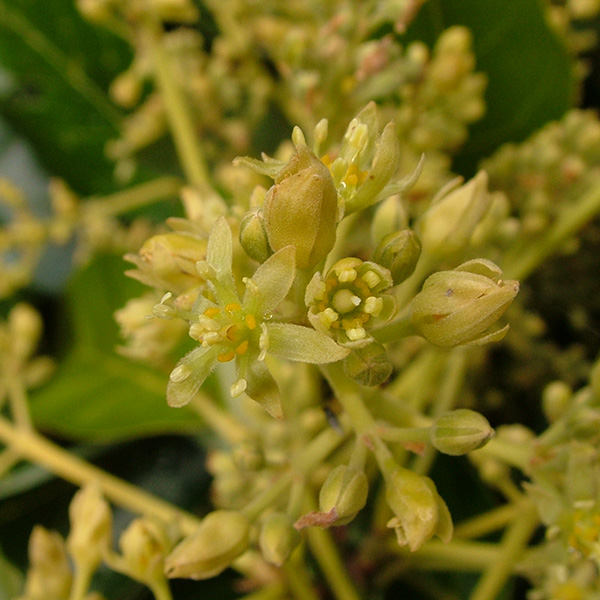 Avocado Flower Essence