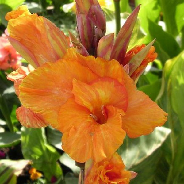 Tropical Bengal Tiger Canna