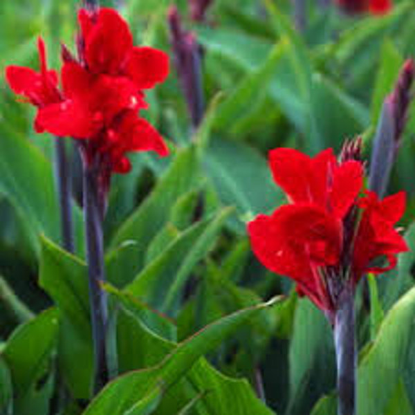 Tropical Black Knight Canna