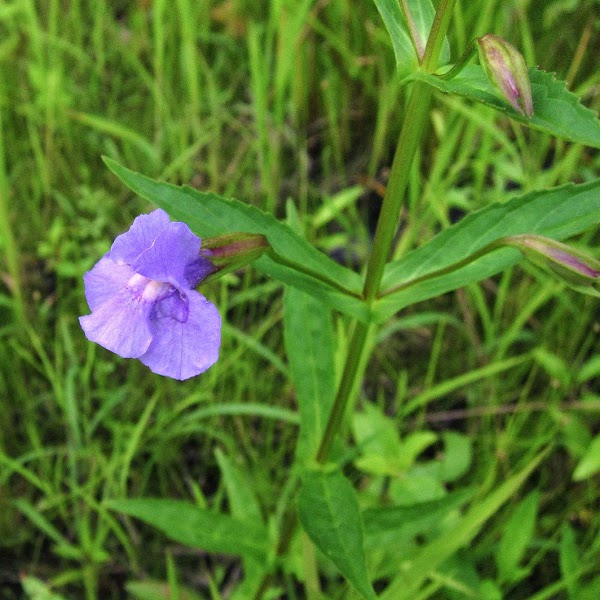 Hardy Blue Monkey Flower