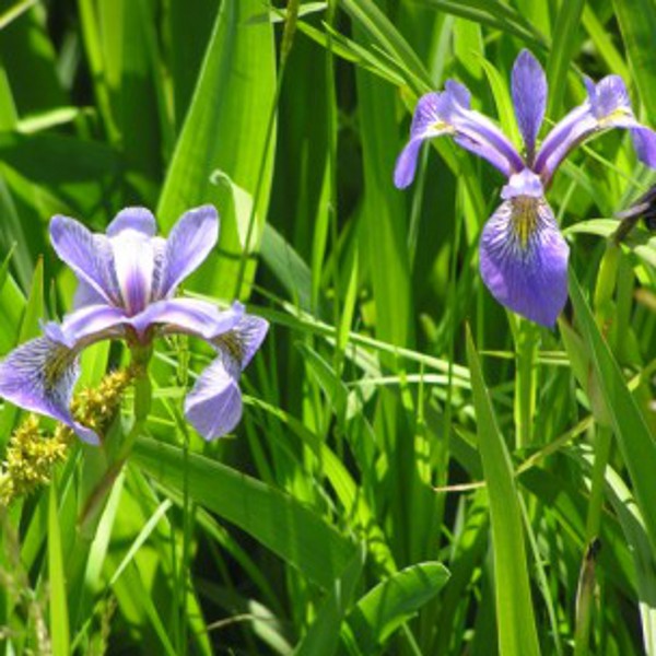 Hardy Blue Water Iris