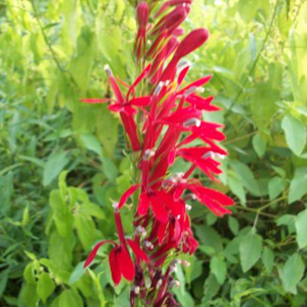 Hardy Cardinal Flower