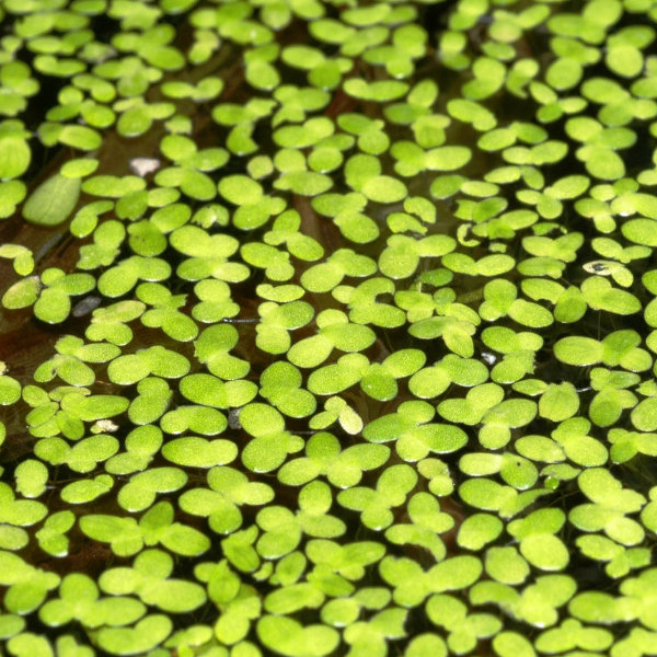 Hardy Duckweed