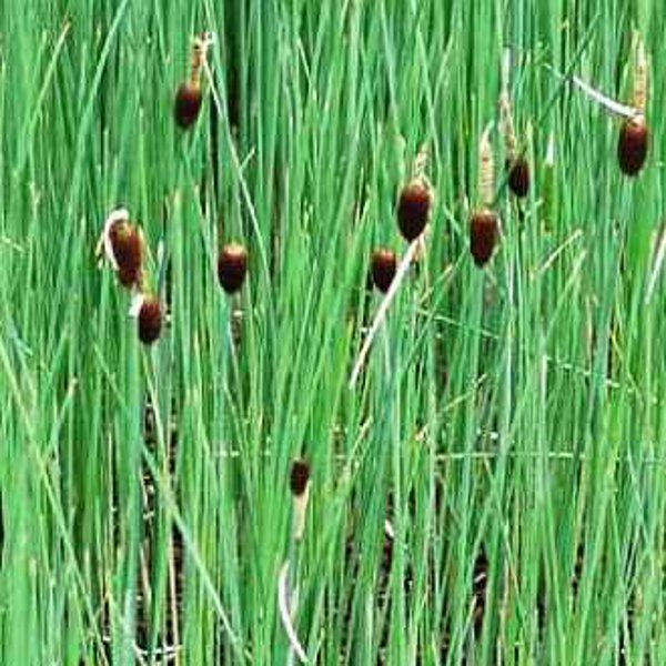 Hardy Dwarf Cattail