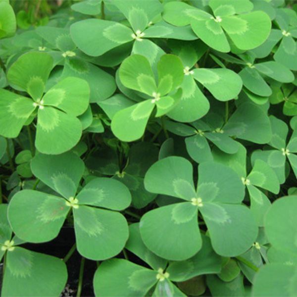 Tropical Four Leaf Water Clover