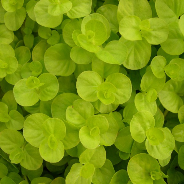 Hardy Golden Creeping Jenny