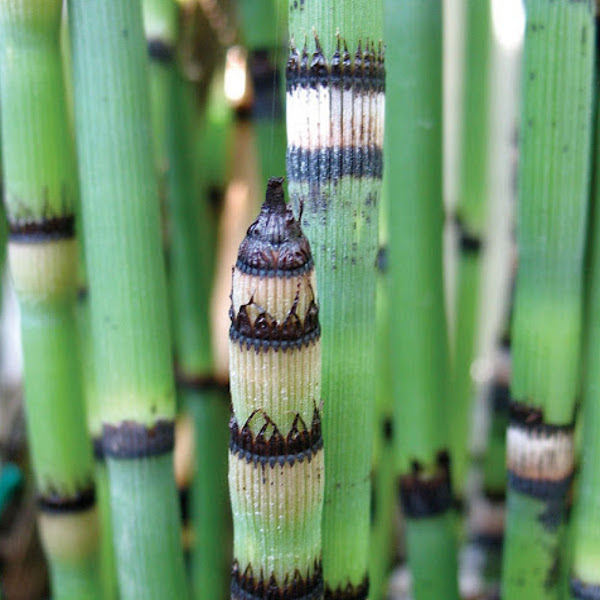 Hardy Horsetail