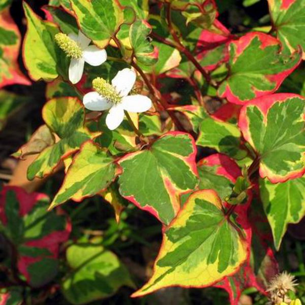 Hardy Houttuynia ‘Chameleon’