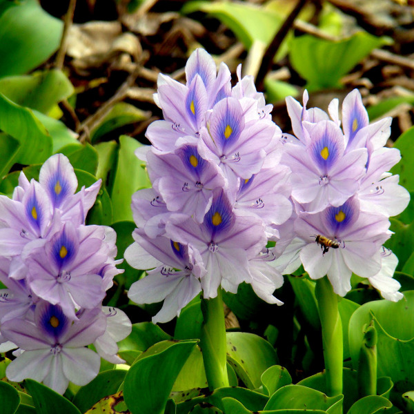 Tropical Hyacinth