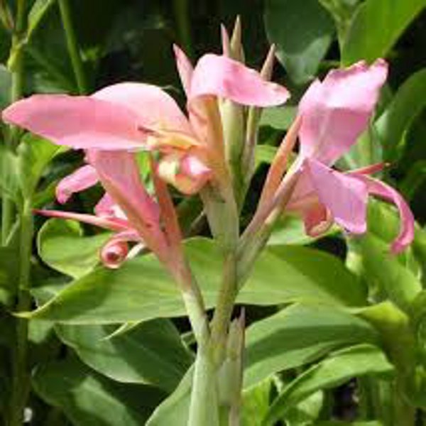 Tropical Longwood Canna