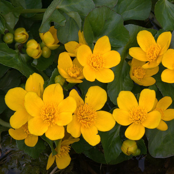 Hardy Marsh Marigold