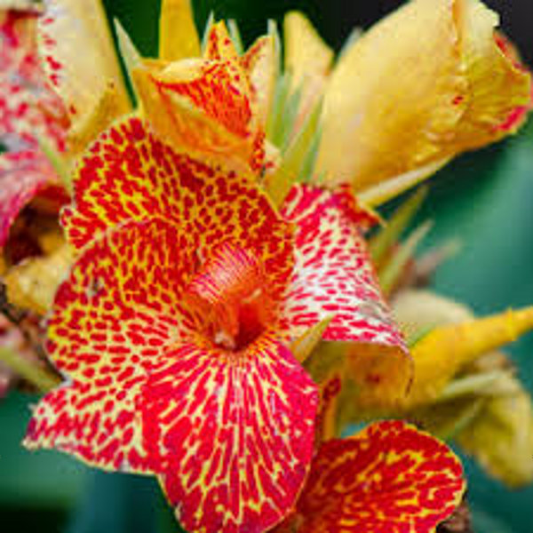 Tropical Orange Punch Canna