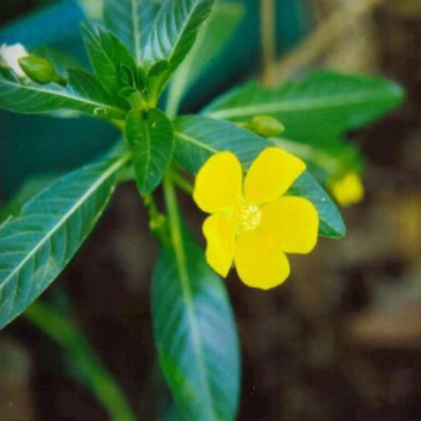 Tropical Primrose Creeper