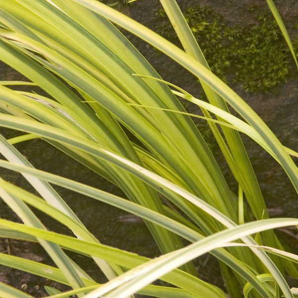 Hardy Variegated Sweet Flag