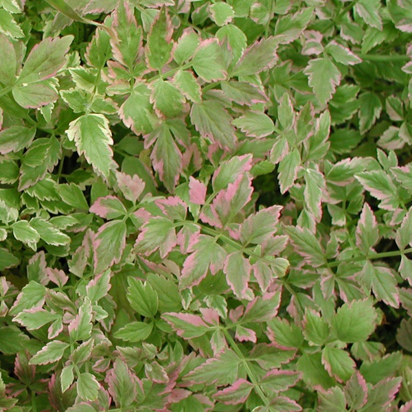 Hardy Variegated Water Celery