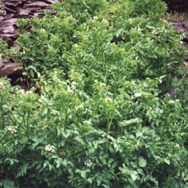 Hardy Water Cress