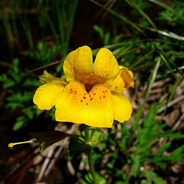 Hardy Yellow Monkey Flower