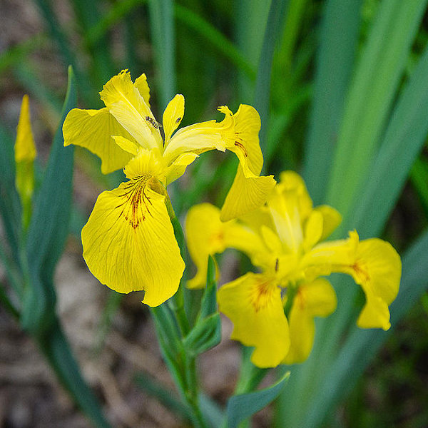 Hardy Yellow Water Iris