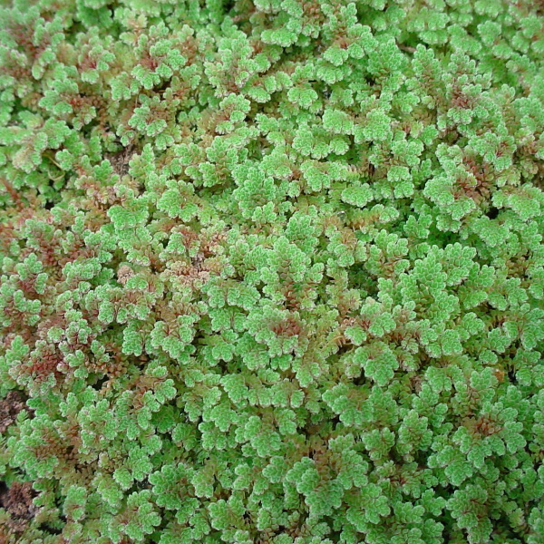 Tropical Azolla