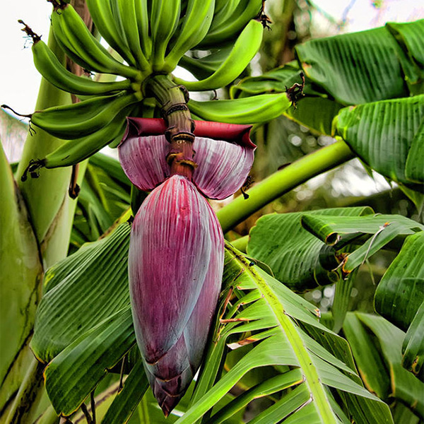 Banana Flower Essence