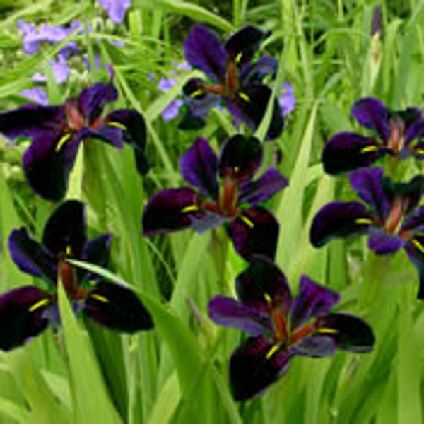 Hardy Black Gamecock Iris