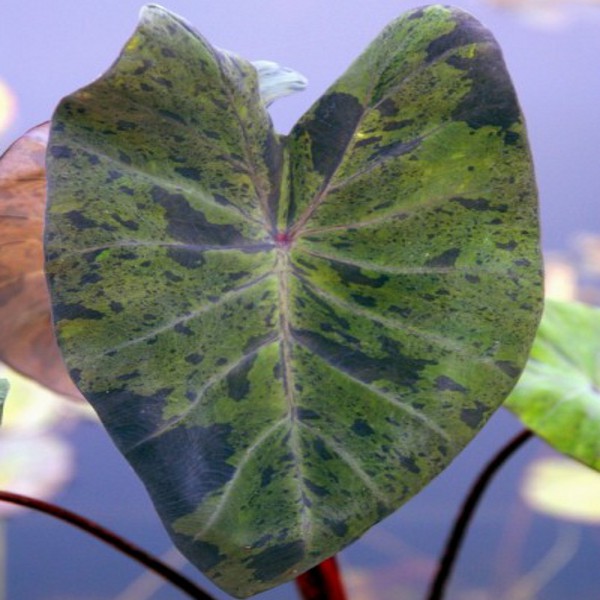 Tropical Black Marble Taro