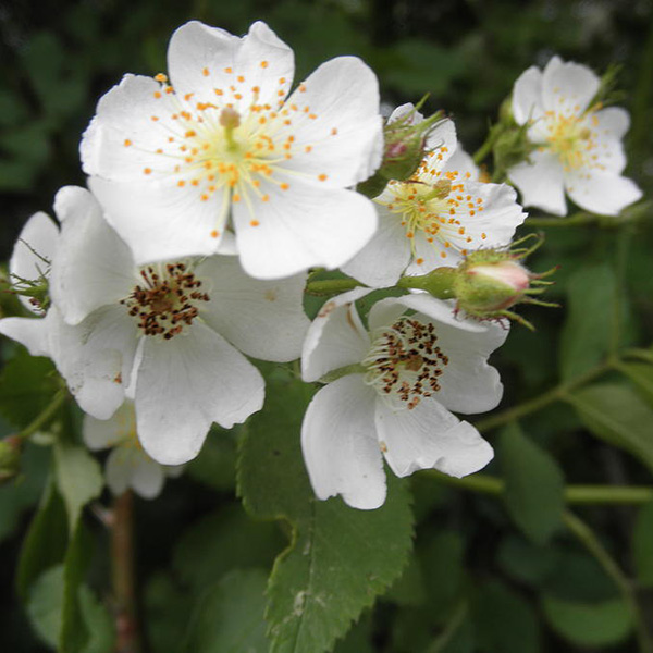 Blackberry Flower Essence