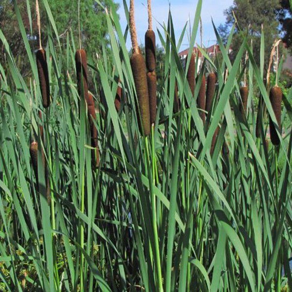 Hardy Bulrush