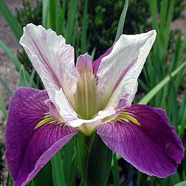 Hardy Colorific Iris