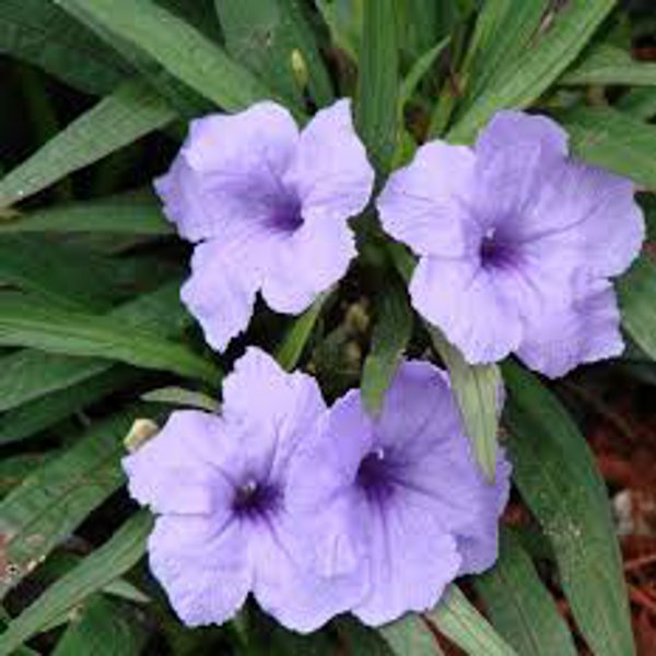 Tropical Dwarf Blue Bell