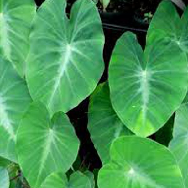 Tropical Dwarf Green Taro