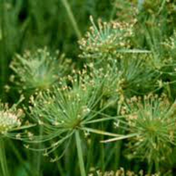 Tropical Papyrus - Dwarf