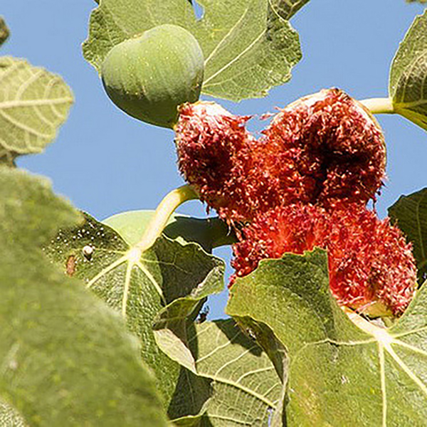 Fig Flower Essence