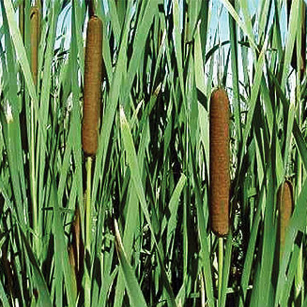 Hardy Graceful Cattail