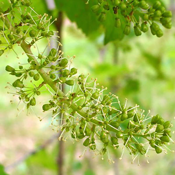 Grape Flower Essence