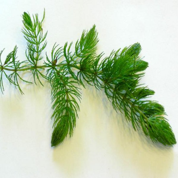 Hardy Hornwort (coontail)