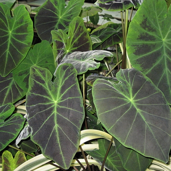 Tropical Imperial Taro