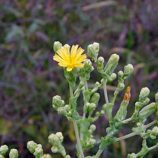 Lettuce Flower Essence