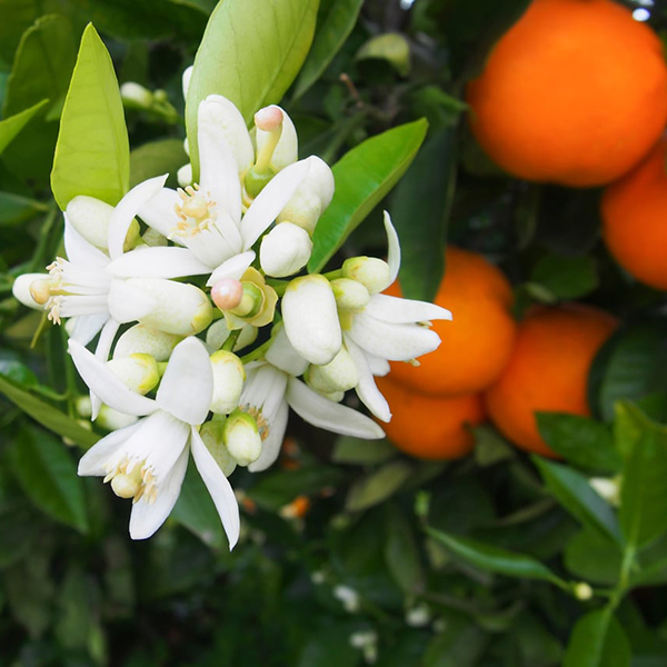 Orange Flower Essence