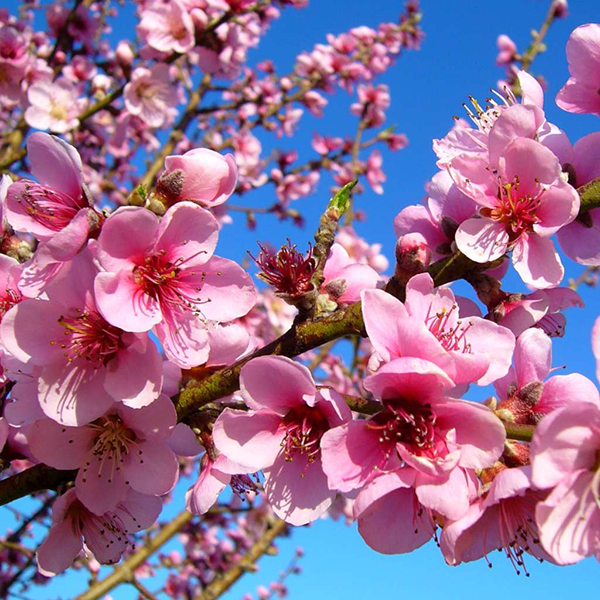 Peach Flower Essence