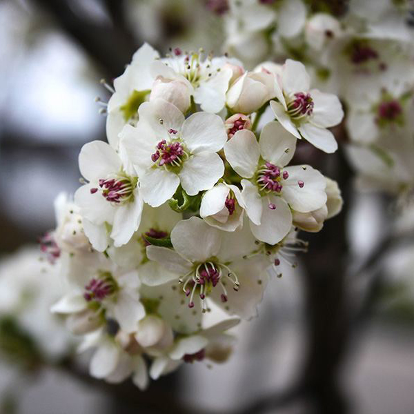 Pear Flower Essence