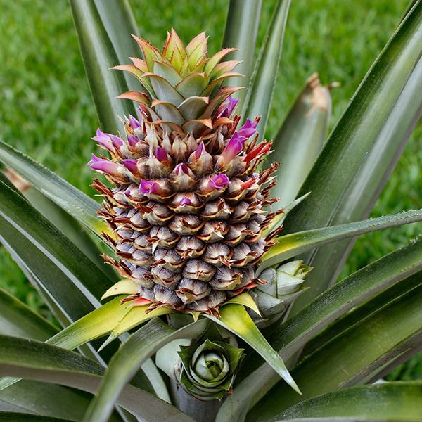 Pineaple Flower Essence